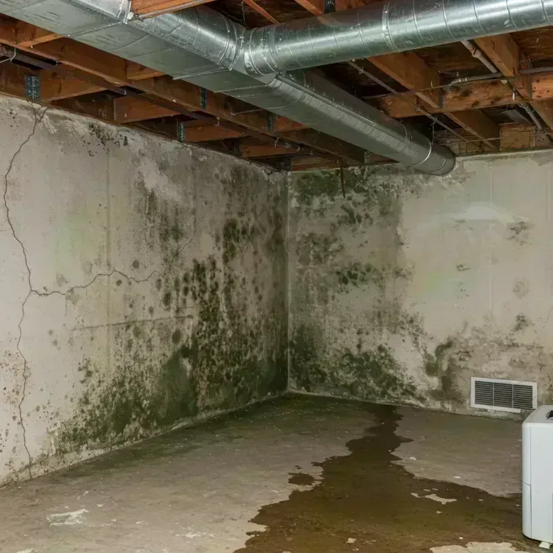 Professional Mold Removal in Bethany, IL